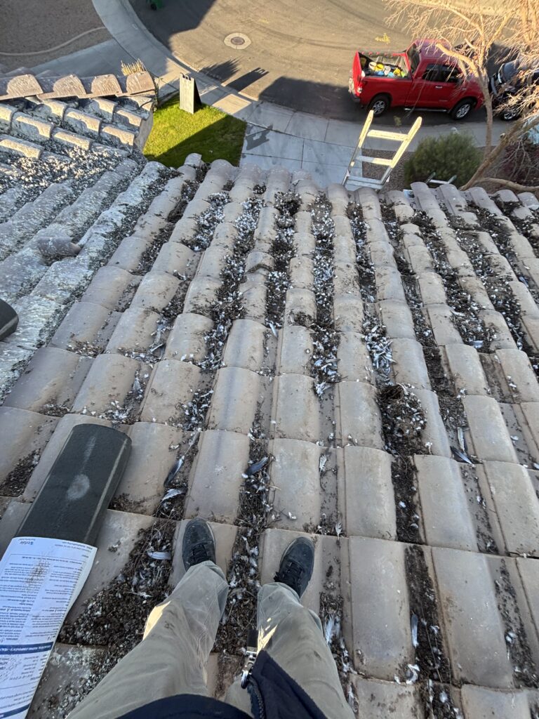 Pigeon droppings on a Maricopa roof